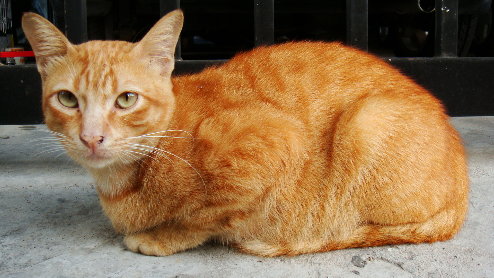 mackerel orange tabby