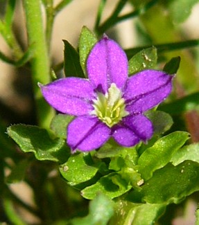 File:Legousia hybrida - 2.jpg