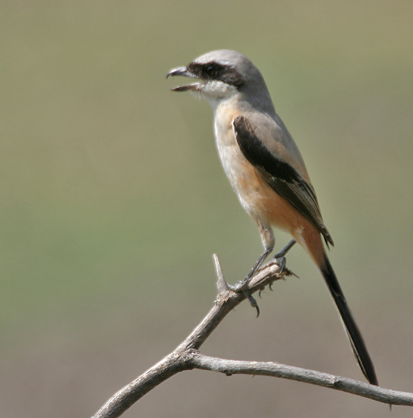 File:Long-tailed Shrike (Lanius schach)- erythronotus race at Bharatpur I IMG 5403.jpg