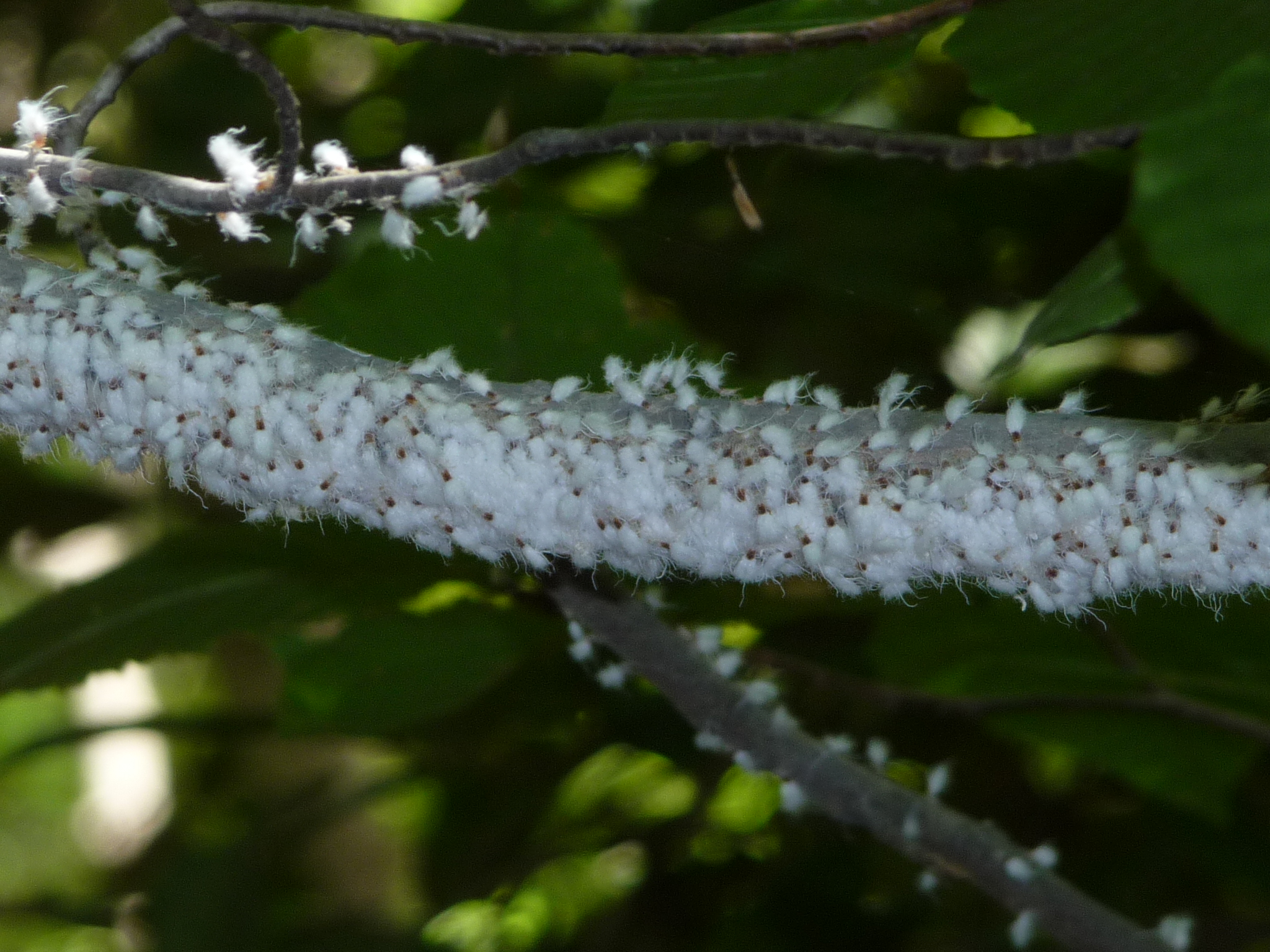 wooly aphids