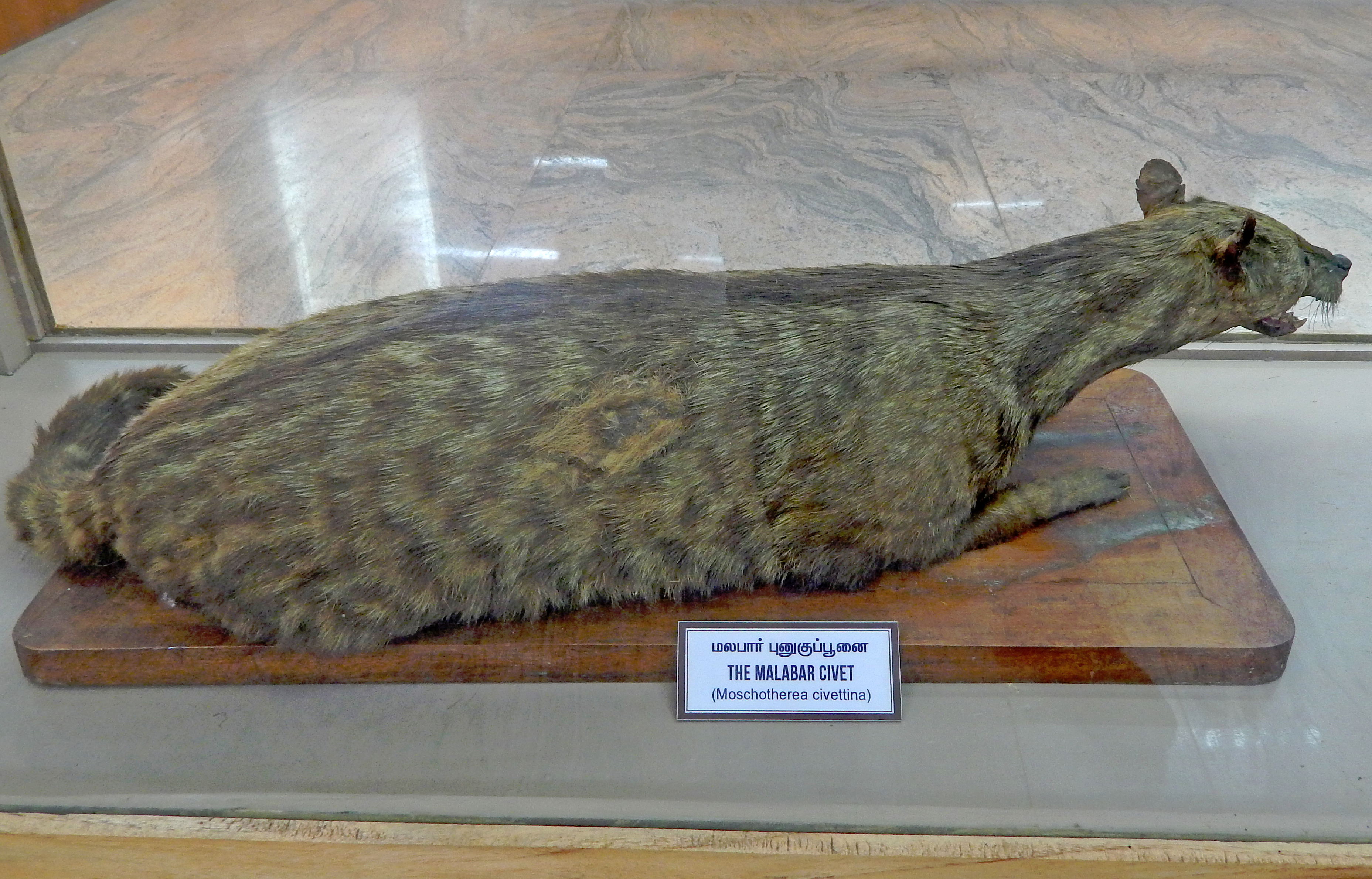 Malabar large-spotted civet - Wikipedia