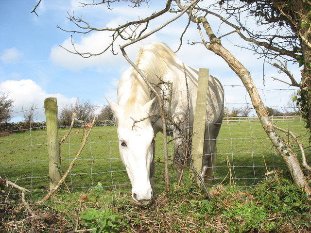 File:March gwyn-White horse at Cae Hywel - geograph.org.uk - 357966.jpg