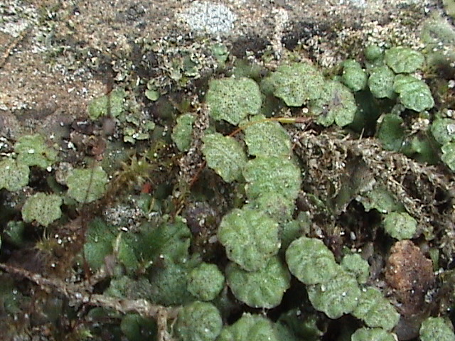 File:Marchantia polymorpha (4).jpg