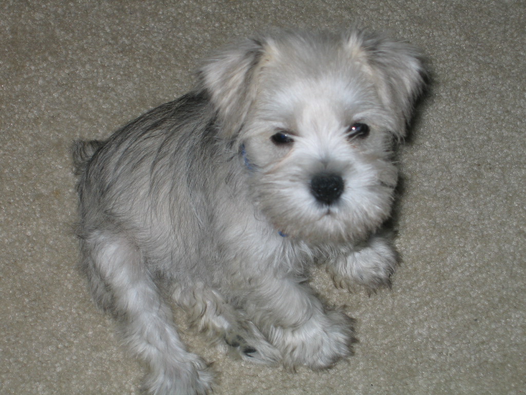 miniature schnauzer puppies