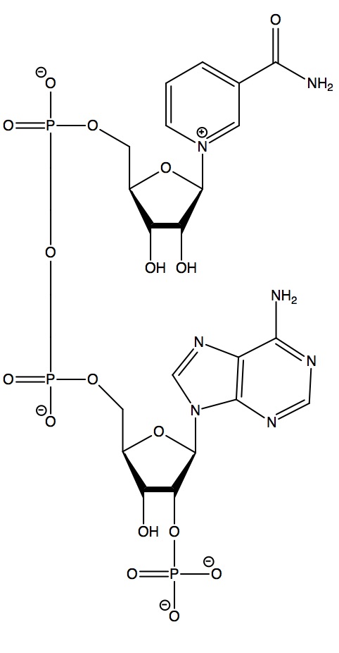 nadp structure