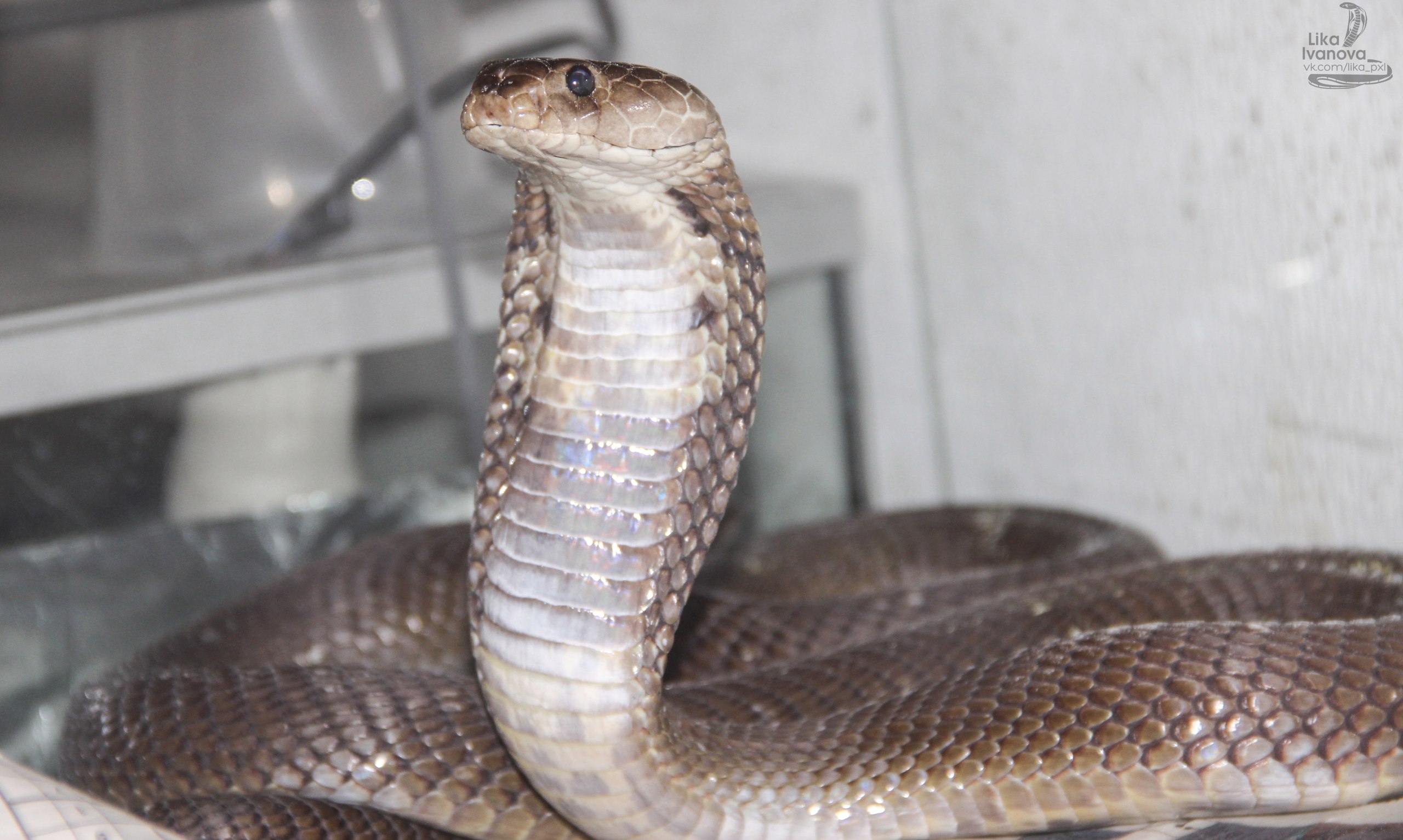 King cobra - Wikipedia