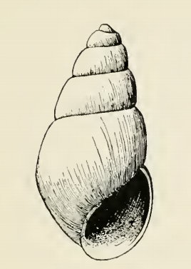 <i>Odostomia movilla</i> Species of gastropod