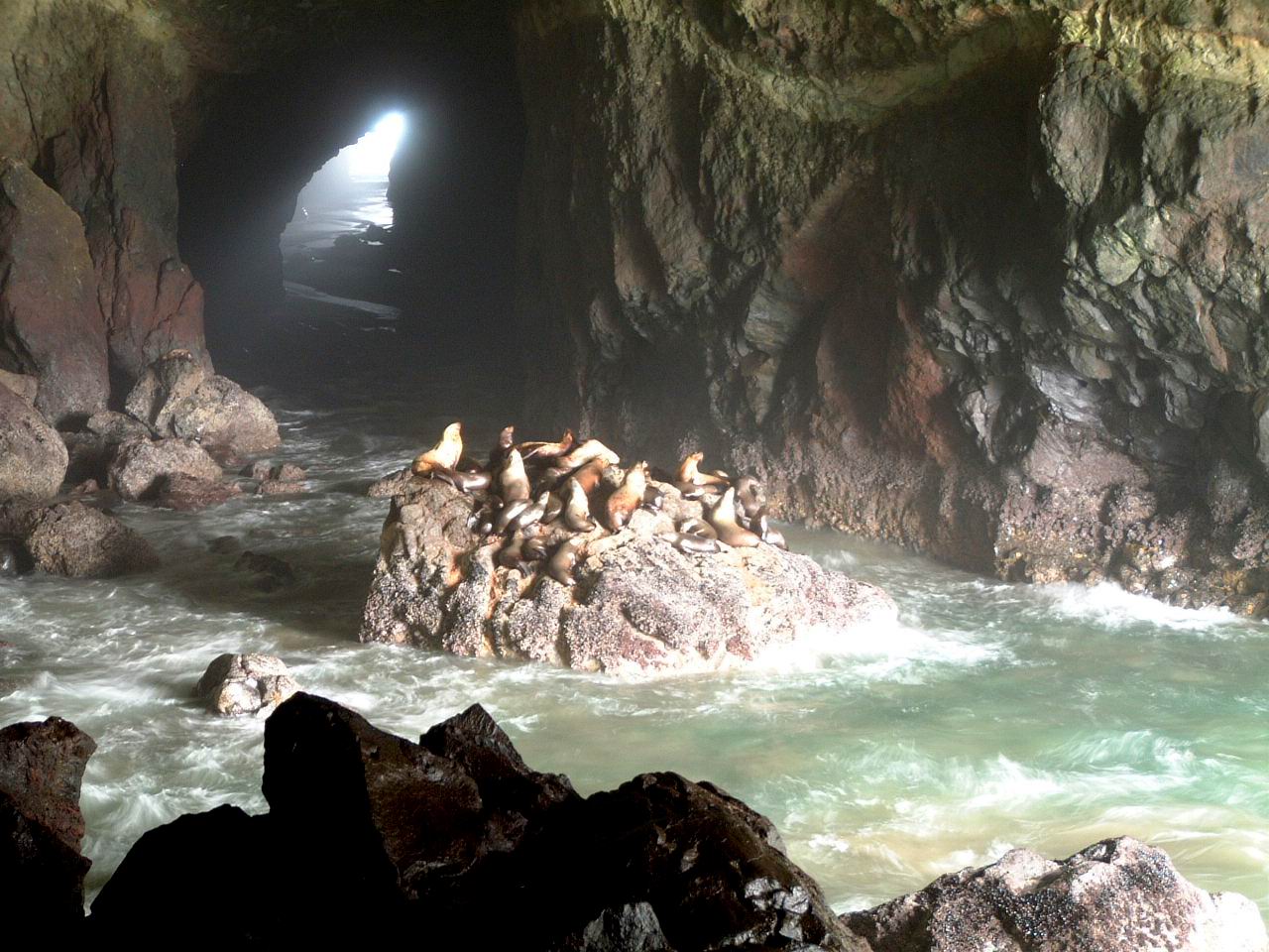 sea lion caves