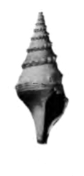<i>Paracomitas rodgersi</i> Extinct species of gastropod