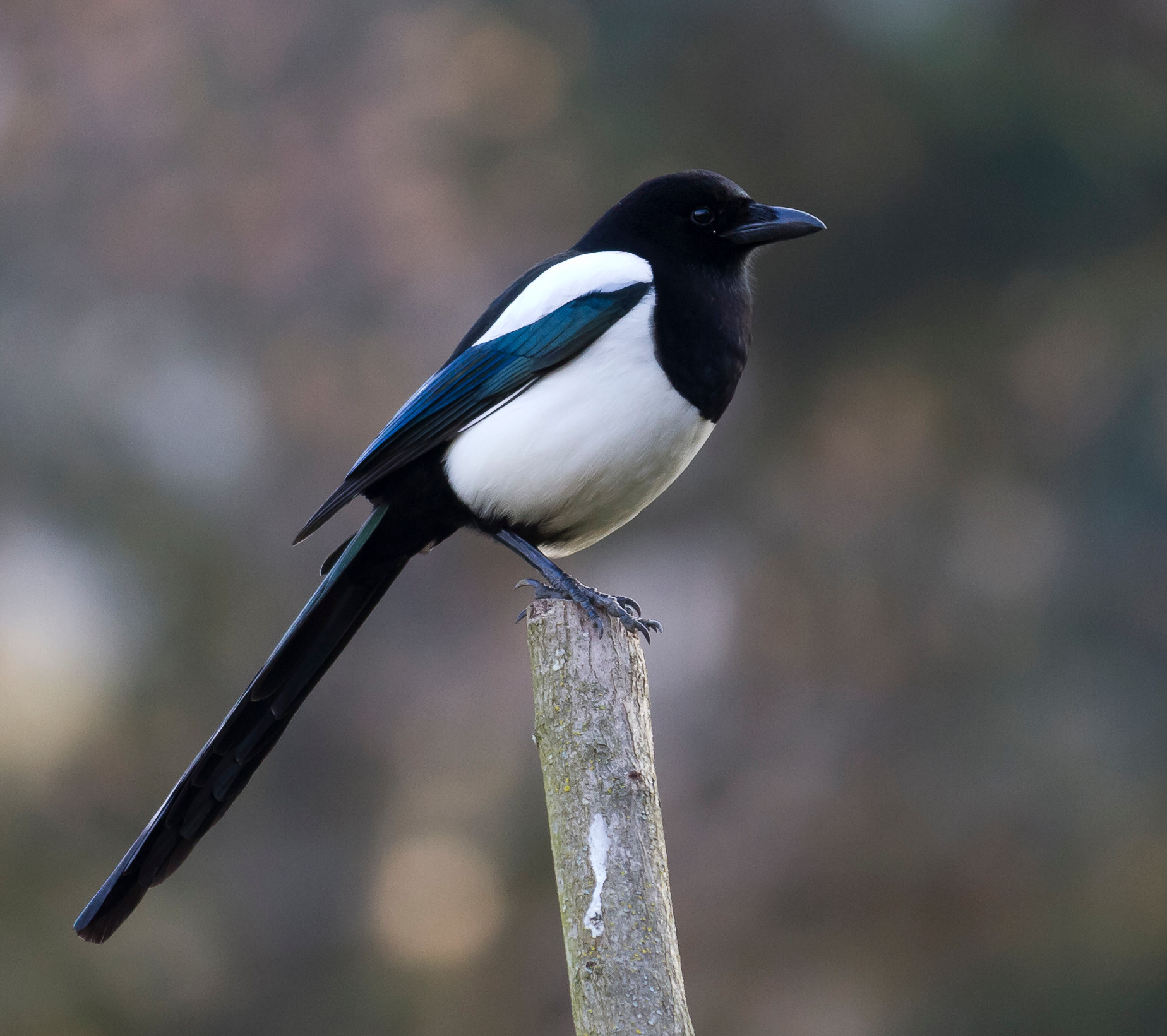 american magpie