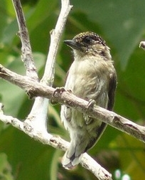 Griza pikumno, endemia birdo en la ekoregiono.