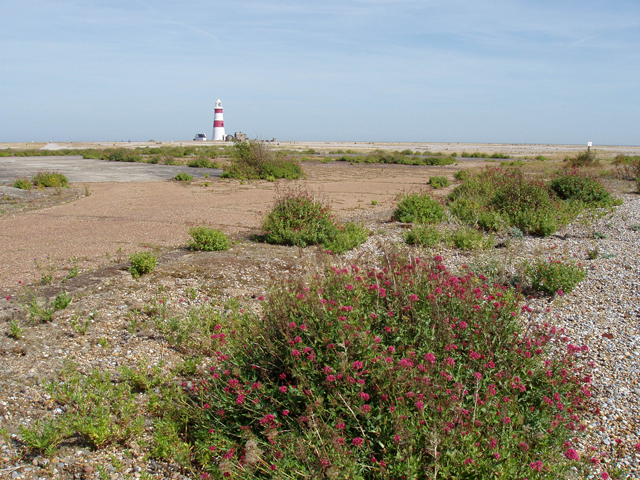 File:Plant life on Orford Ness - geograph.org.uk - 1457131.jpg