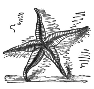 Star(fish)-crossed lovers: The weird and wonderful world of breeding sea  stars – W&M News