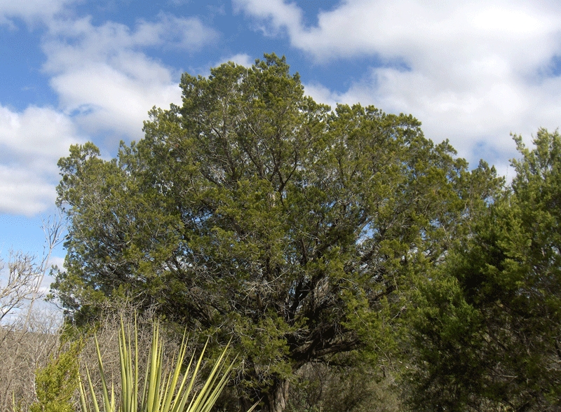 File:Quercus fusiformis Plateau Live Oak (homeredwardprice).jpg