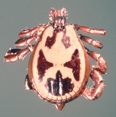 File:Rhipicephalus-pulchellus-male.jpg