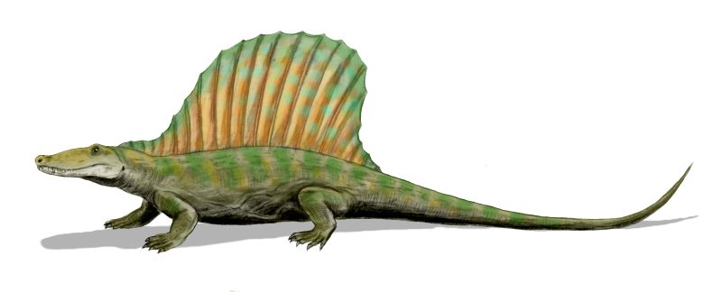 File:Secodontosaurus BW.jpg