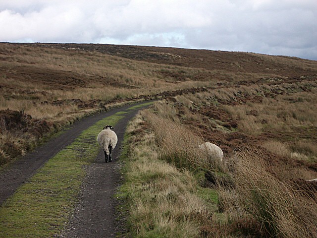 Sheep on the line - geograph.org.uk - 72328