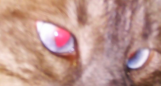 File:Siamese cat mix Red Eyes.jpg - Wikipedia