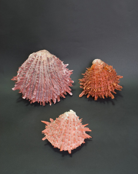 File:Spondylus, Muyu.jpg