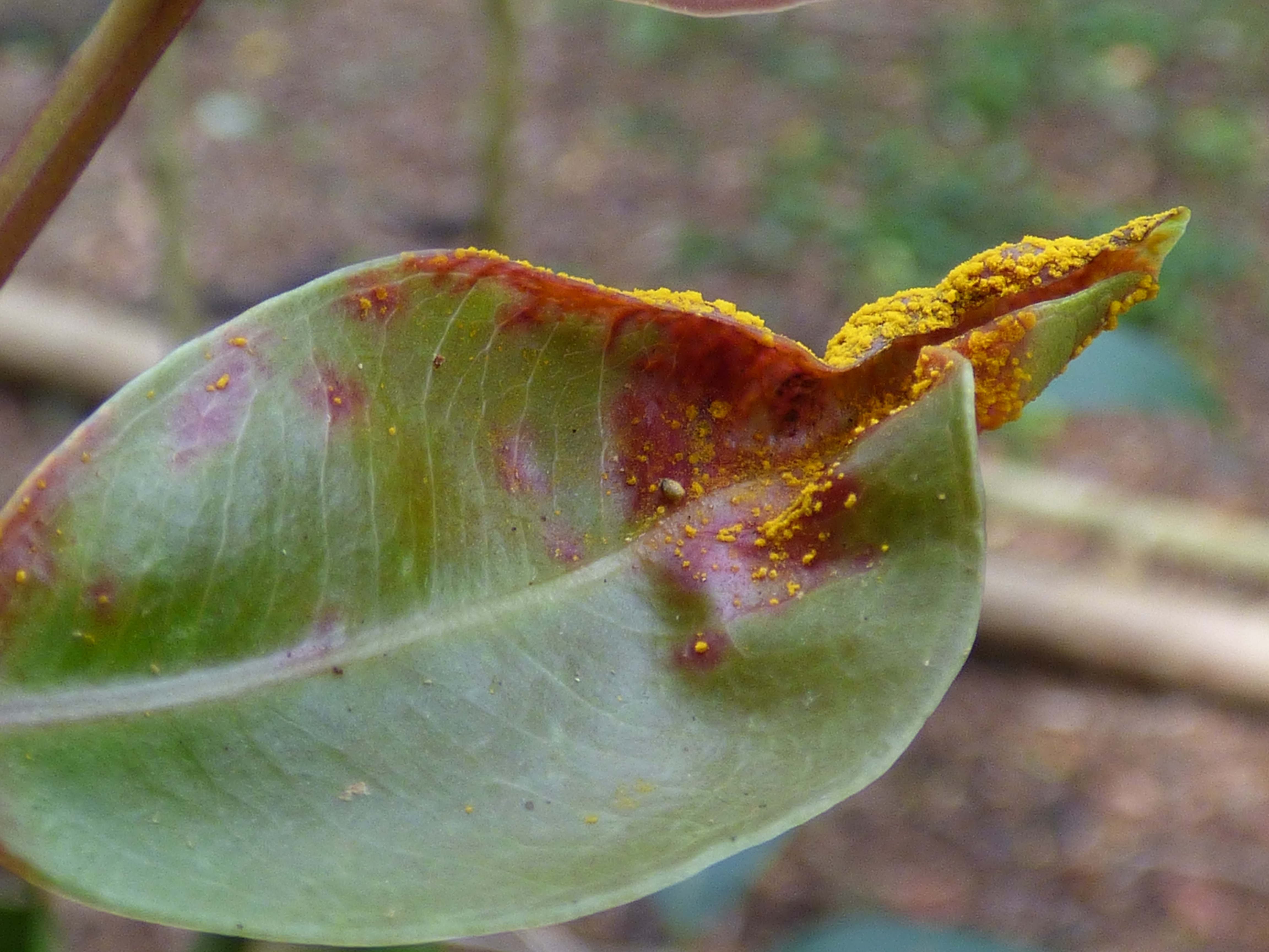 Leaf rust on plants фото 24