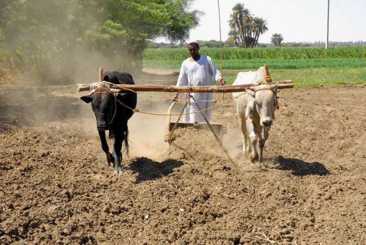 File:Sudanese man preparing land by traditional way.jpg