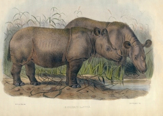 File:Sumatran Rhino London-1872.jpg