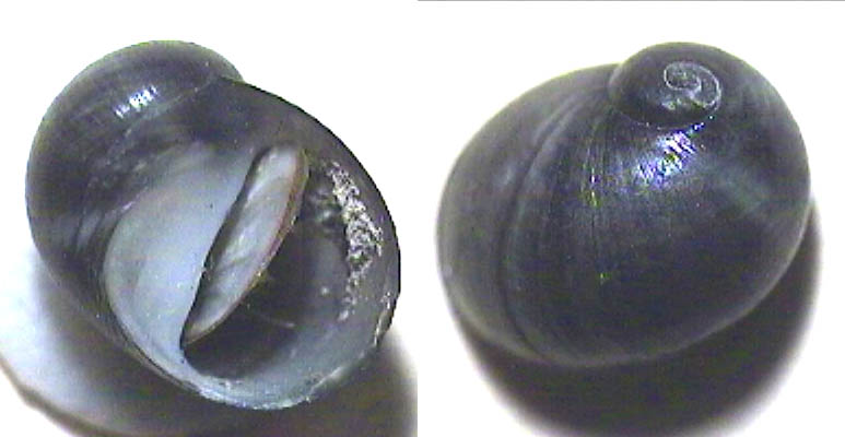 File:Theodoxus meridionalis shell.jpg