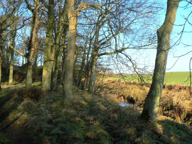 File:Trees by the burn - geograph.org.uk - 1114203.jpg