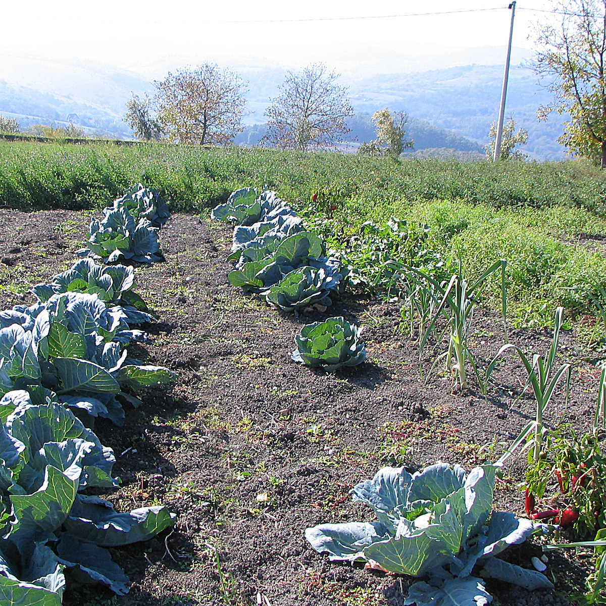 English Vegetable garden, West Serbia