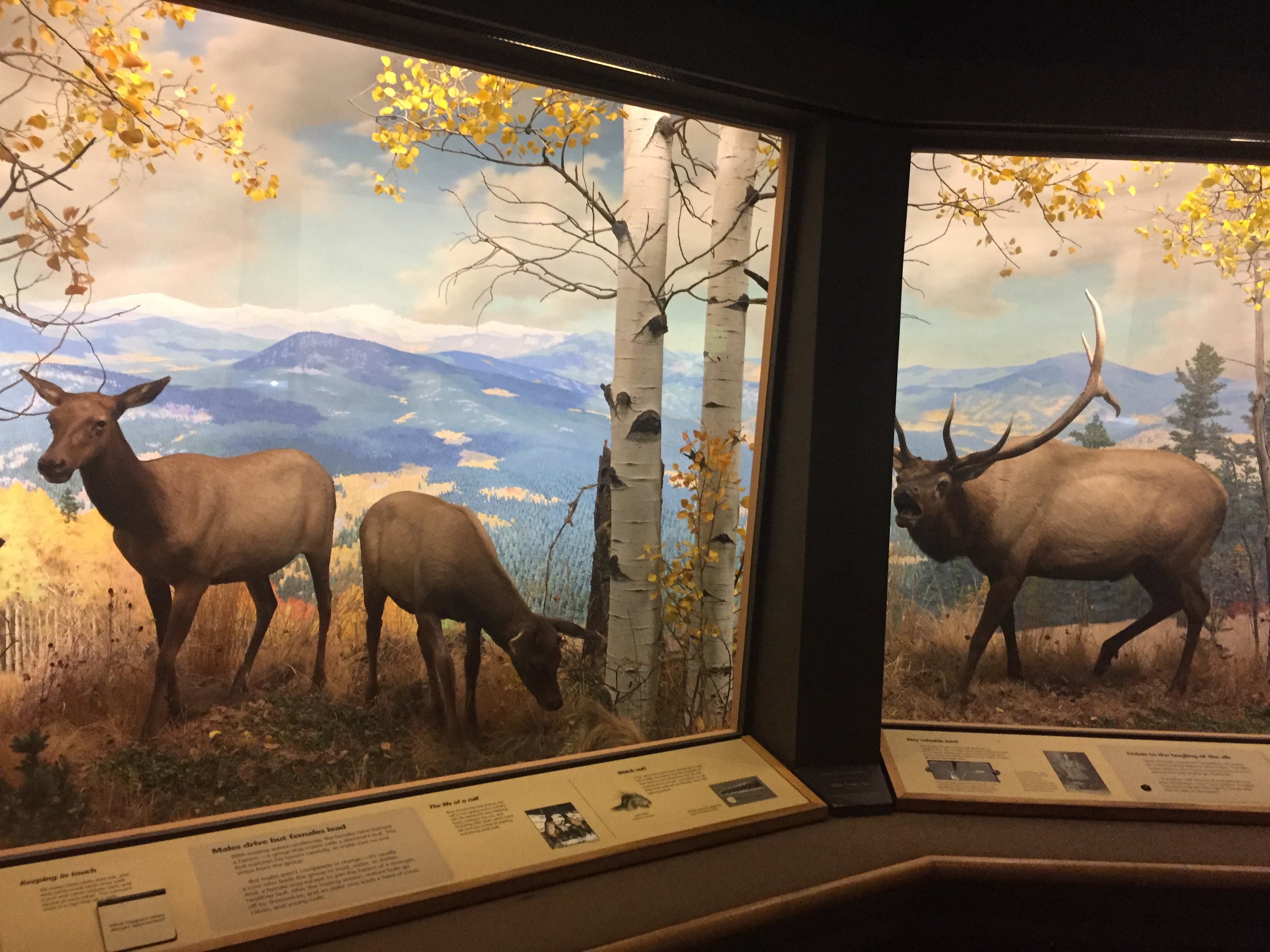 Wapiti_Elk_Exhibit%2C_Denver_Museum_of_N