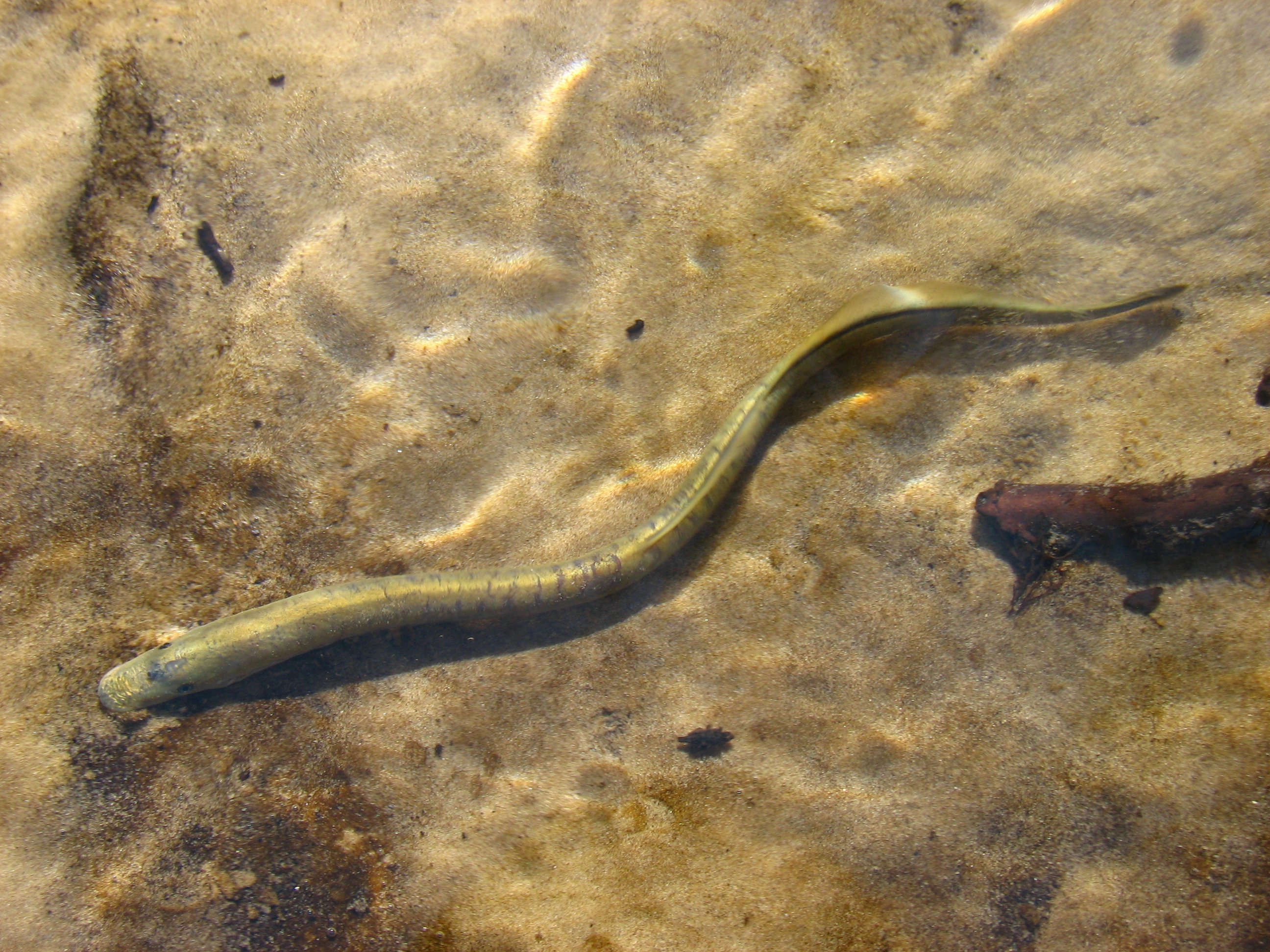 Sea lamprey - Wikipedia