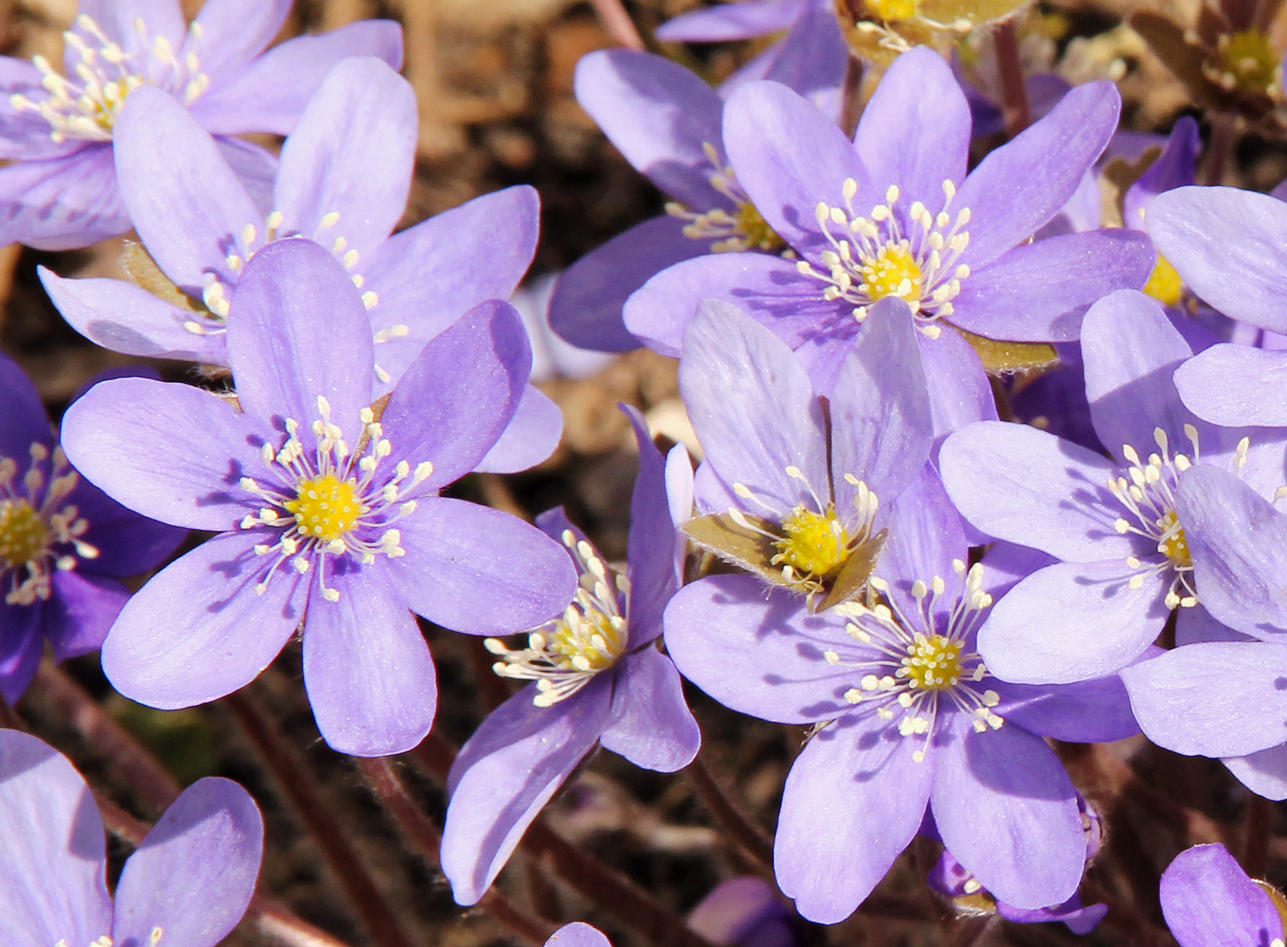 Белая перелеска. Перелеска печеночница. Печеночница благородная (hepatica Nobilis). Печёночница обыкновенная. Цветок печеночница благородная.