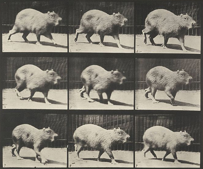 File:Animal locomotion. Plate 746 (Boston Public Library).jpg