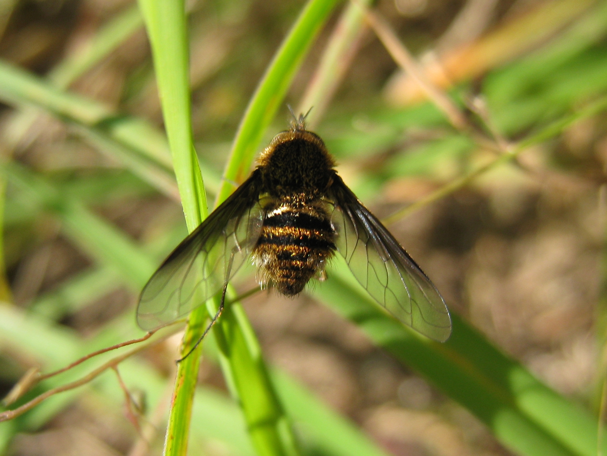 Bee flies