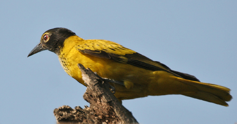 File:Black-hooded Oriole (Immature) I IMG 9847.jpg