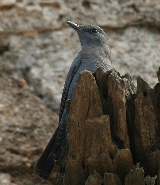 File:Blue Rock Thrush (Monticola solitarius)- Male in Bhongir, AP W IMG 3101.jpg