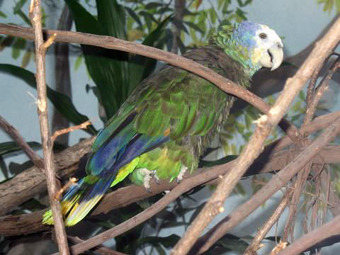 File:BxZ Amazona guildingii 00.jpg