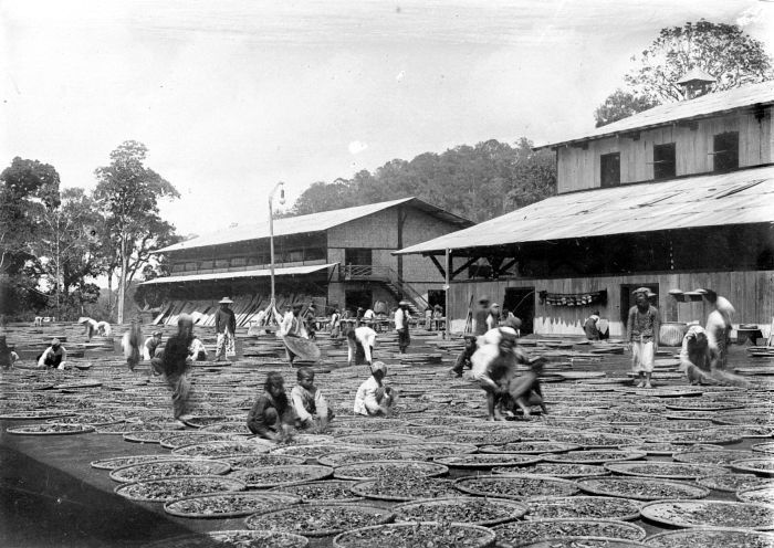 File:COLLECTIE TROPENMUSEUM Het drogen van thee in de zon Indonesië TMnr 10012011.jpg