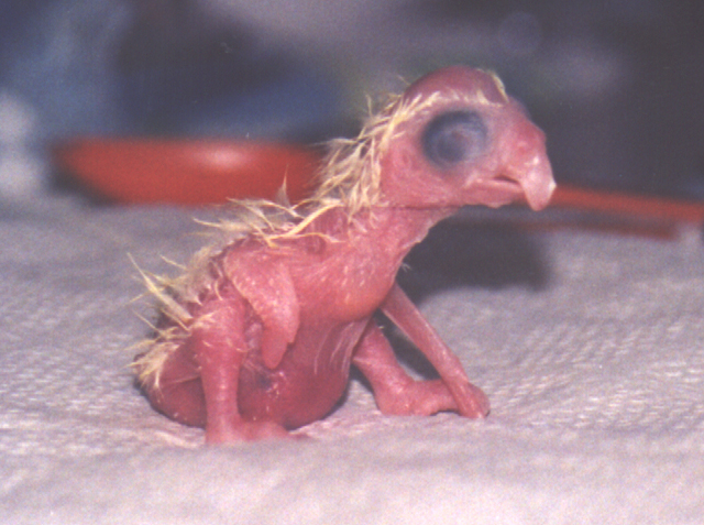 File:Cacatua alba - First Born.jpg