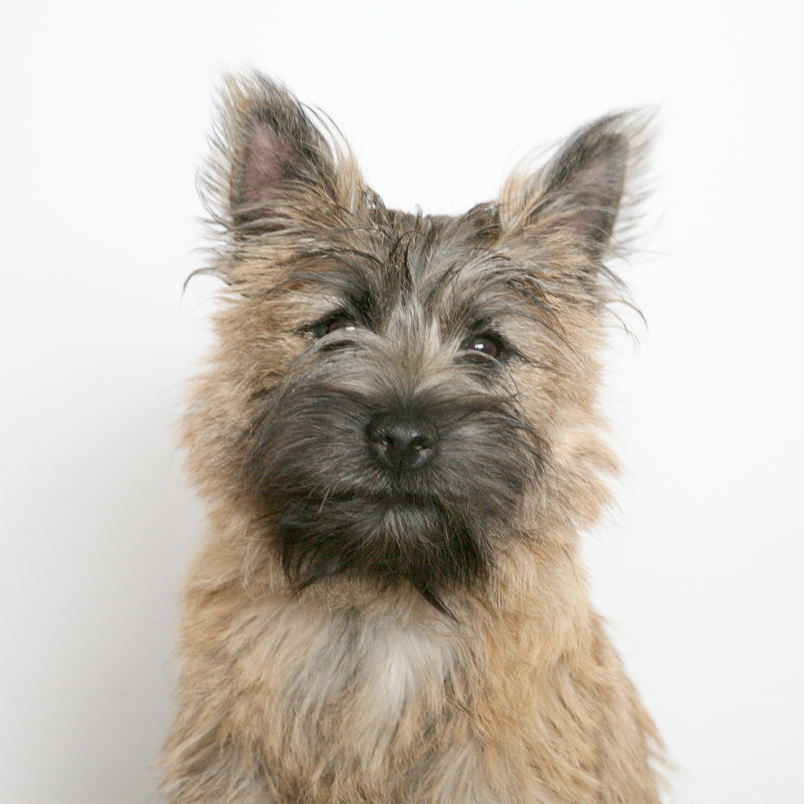 File Cairn Terrier Portrait Jpg Wikimedia Commons