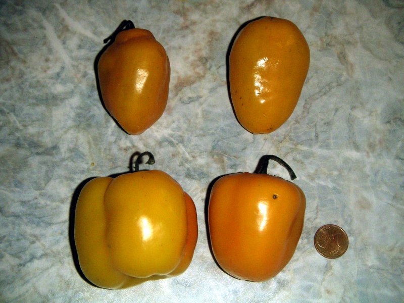 File:Capsicum pubescens fruit.jpg