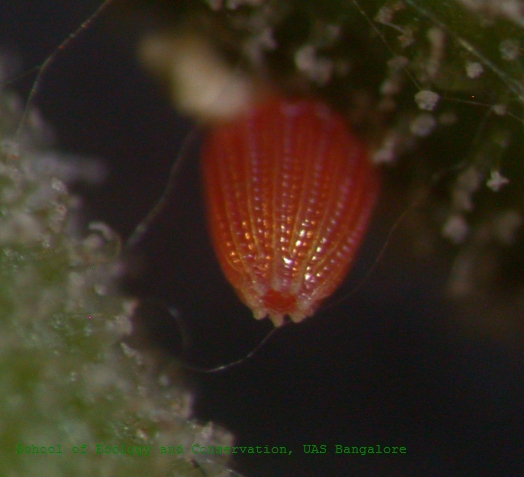 File:Colotis danae egg sec.jpg
