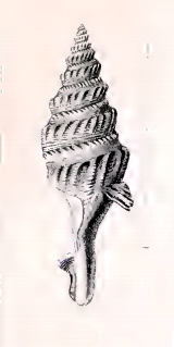 <i>Comitas obliquicosta</i> species of mollusc