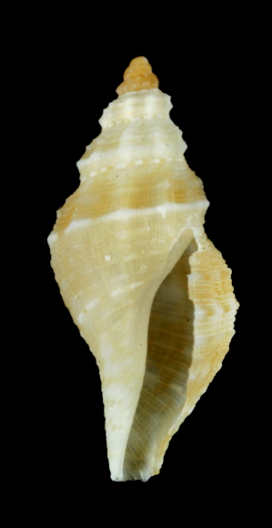 <i>Daphnella dilecta</i> Species of gastropod
