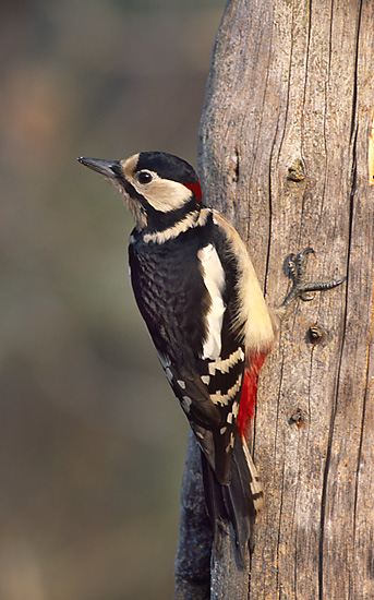 File:Dendrocopos major 4 (Marek Szczepanek).jpg