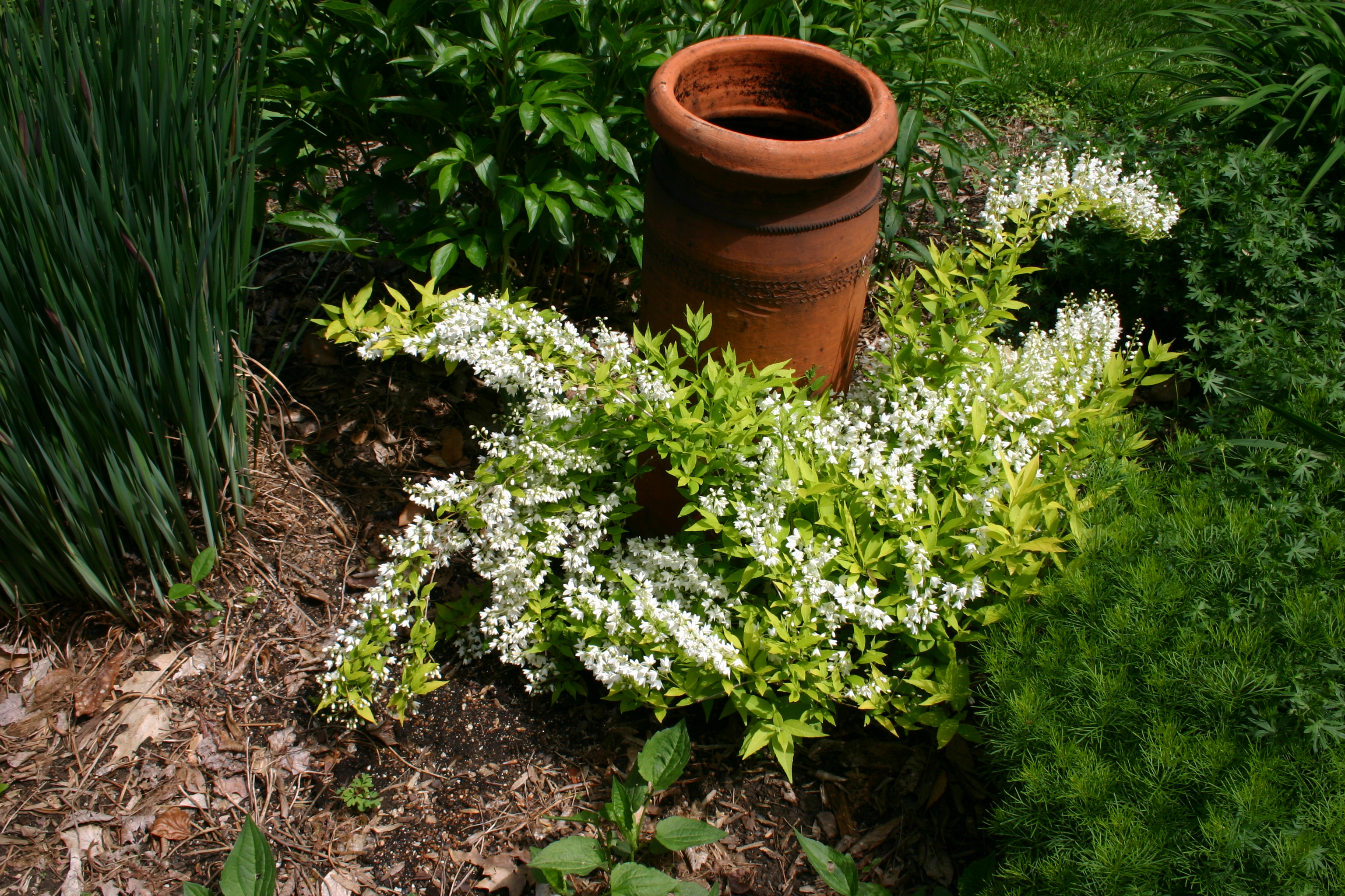 Deutzia Chardonnay with its smll white flowers