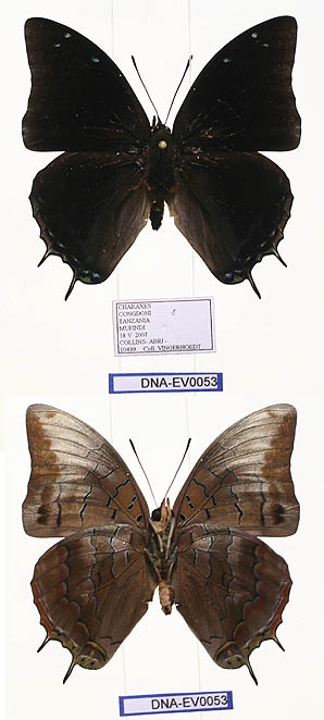 <i>Charaxes congdoni</i> Species of butterfly