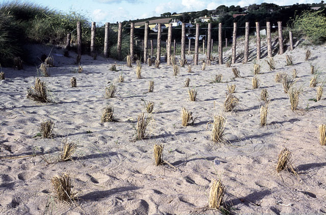 File:Early dune stabilization on Marazion sand dunes - geograph.org.uk - 1434267.jpg