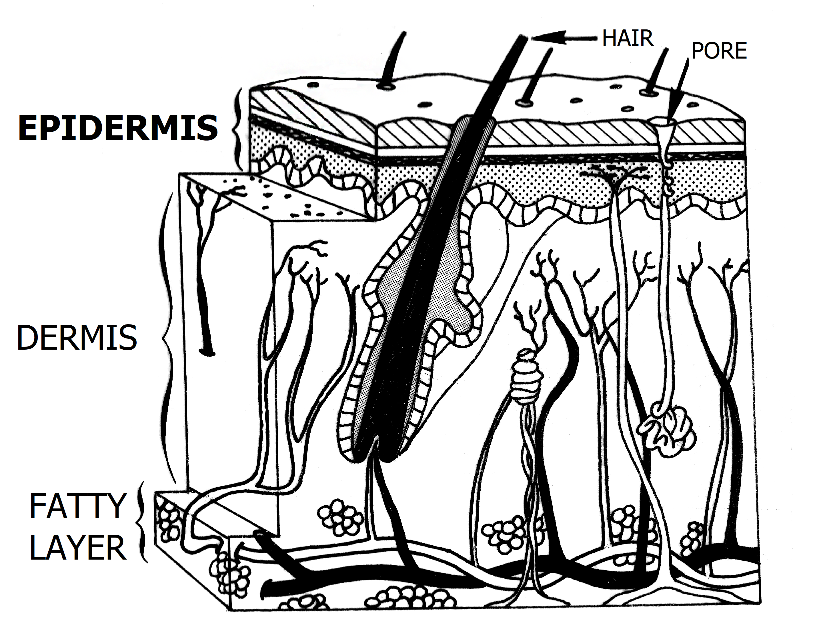 File:Skin layers.png - Wikipedia