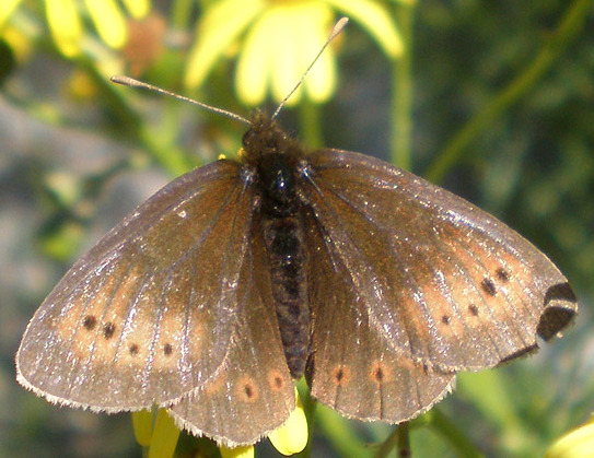 File:Erebia epiphron anvers (cropped).jpg